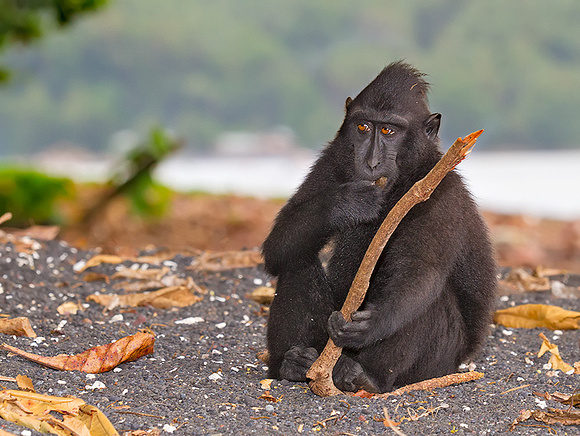 Black-Crested Macaque Playing