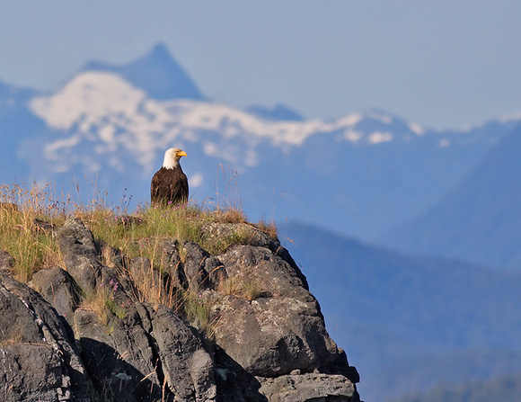 Bald Eagle Surveying Landscape