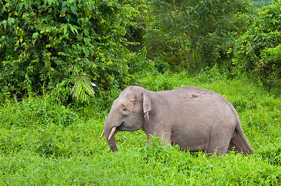 Pygmy Elephant Strolling Through Meadow