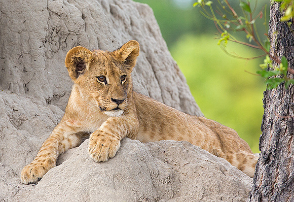 Cub Resting at Termite Mound