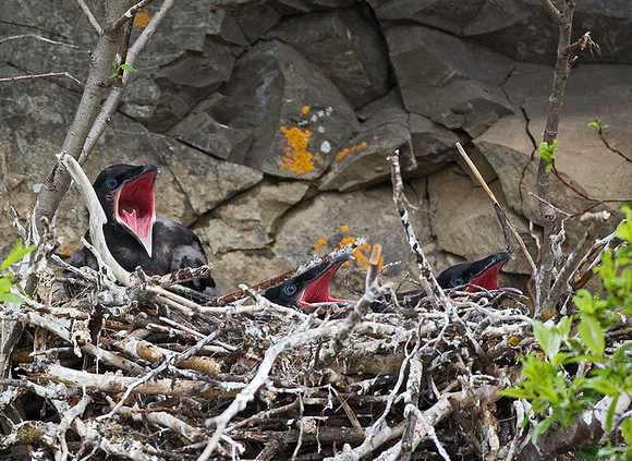Raven Chicks Begging in Cliffside Nest