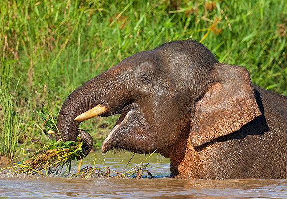 Pygmy Elephant Eating Grass