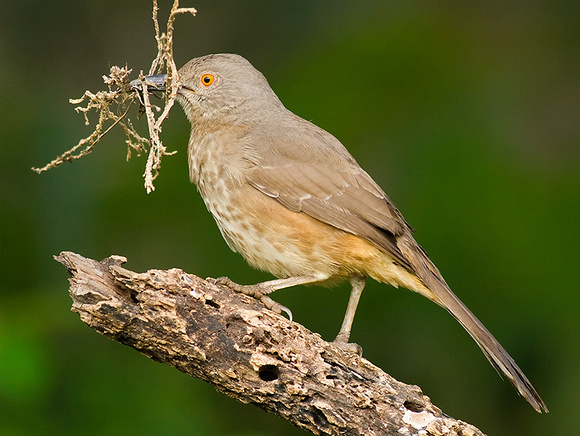 Curve-Billed Thrasher with Nesting Material