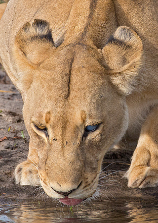 Lioness with Bad Eye Drinking
