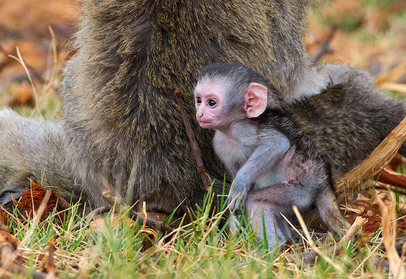 Newborn Vervet Monkey Baby