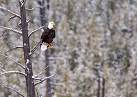 Bald Eagle Perched in Snowfall