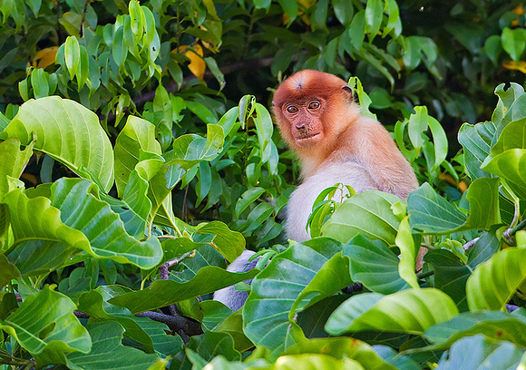 Observant Subadult Proboscis Monkey