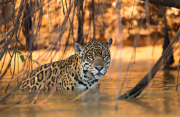 Jaguar beginning a hunt
