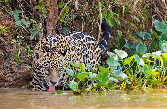 Thirsty jaguar