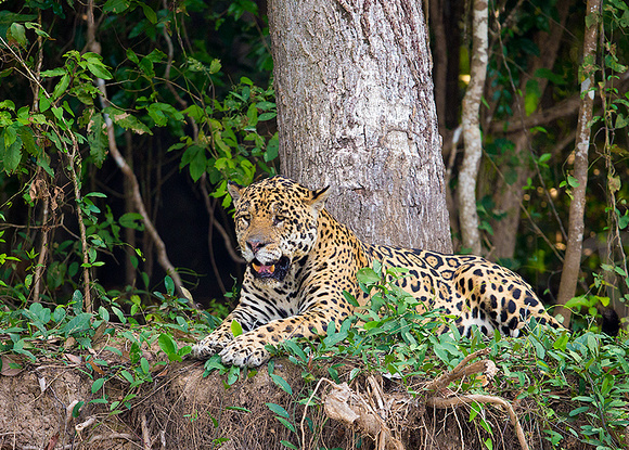 Groggy jaguar