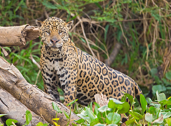 Jaguar emerging from river