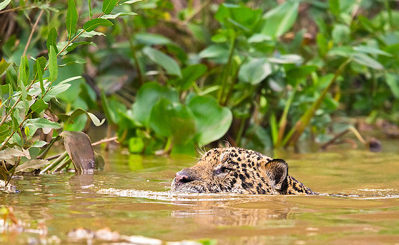 Jaguar's aquatic hunting skills