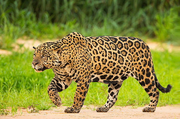 Jaguar strolling river bank