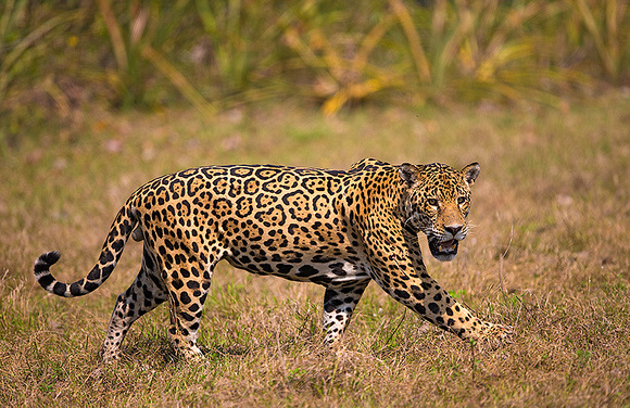 Jaguar walking the grasslands