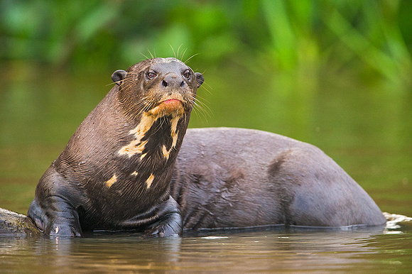 Giant otter warming up