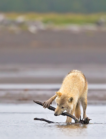 Gray Wolf Playing with Driftwood