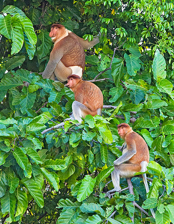 Three Proboscis Monkeys Relaxing Together