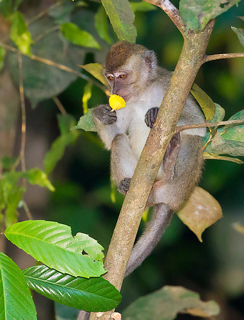 Long-Tailed Macaque Sniffing Flower