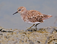 Least Sandpipers