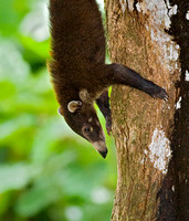 Coati Descending Tree Head First
