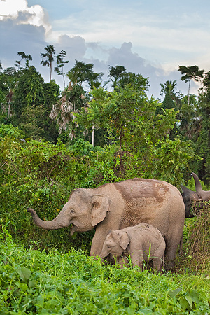 Pygmy Elephant Mother and Calf Foraging