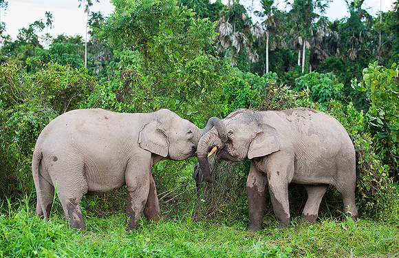 Pygmy Elephants Trunk-Wrestling