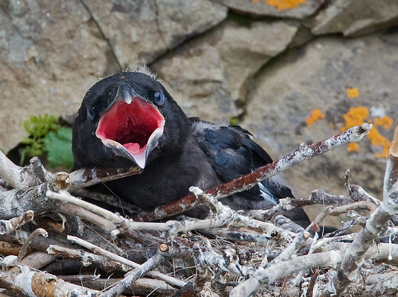 Raven Chick Begging in Cliffside Nest