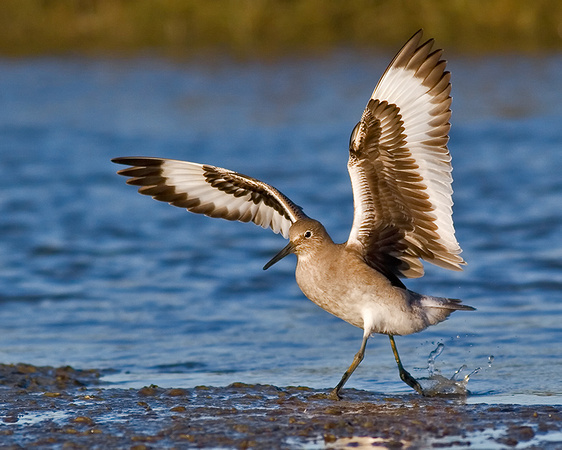 Willet Wing Stretch