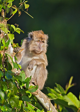 Long-Tailed Macaque Observing Troop