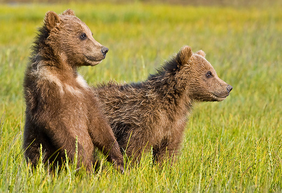 Cubs Watching Mom