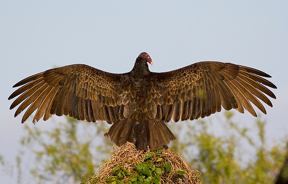 Turkey Vulture Warming Up at Dawn