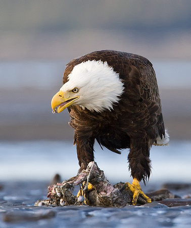 Bald Eagle Scavenging Meal