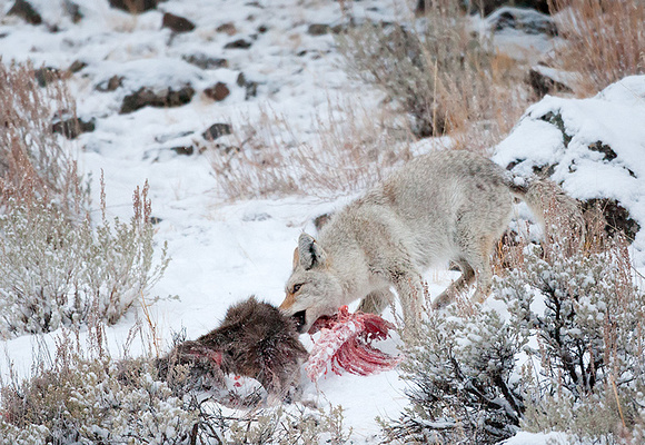 Coyote Pulling Apart Deer