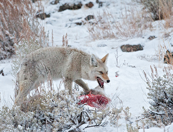 Coyote Pulling Apart Deer