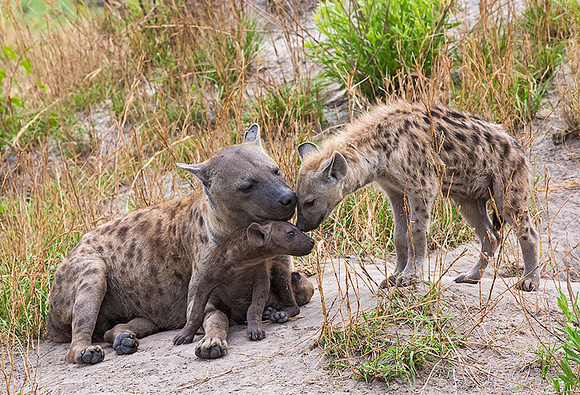Juvenile Hyena Greets Hyena Mom and Pup