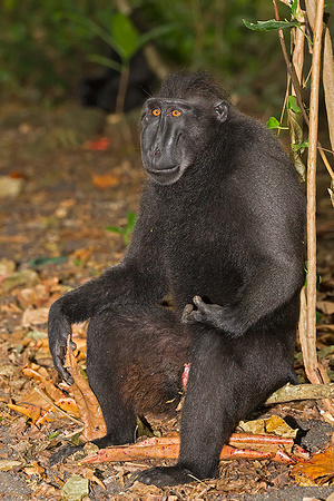 Black-Crested Macaque
