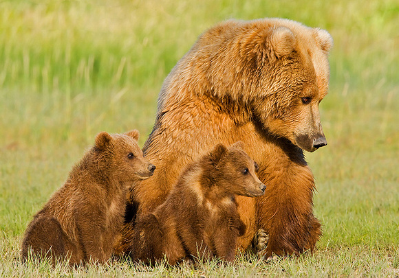 Mother Bear and Cubs