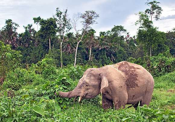 Pygmy Elephant Foraging
