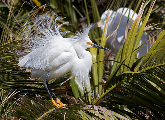 Snowy Egret with Courtship Display