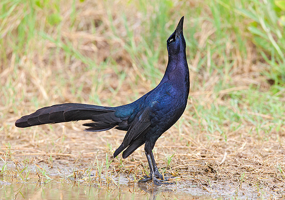 Great-Tailed Grackle Mating Display