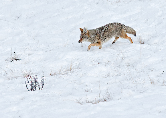 Coyote on the Move