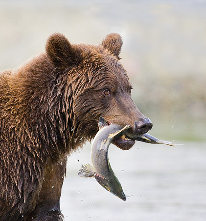 Grizzly with Fish