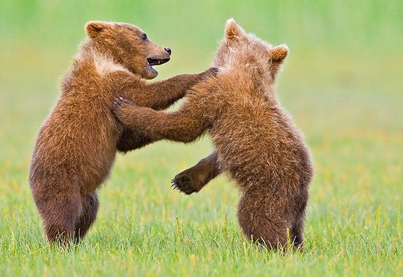 Cubs Wrestling