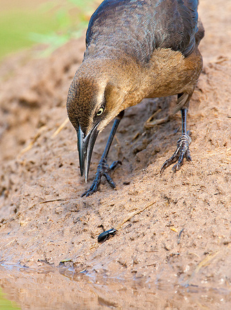 Great-Tailed Grackle Nabbing a Beetle