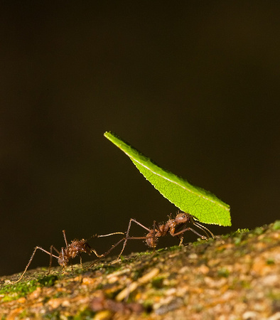 Leafcutter Ants