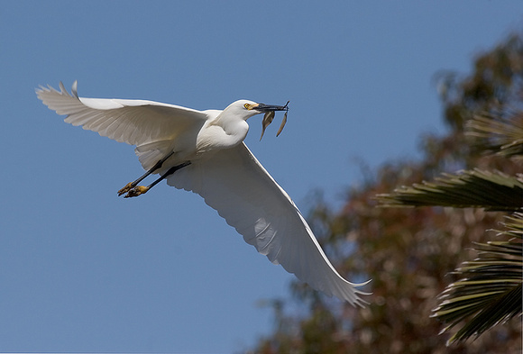 Snowy Egret with Nesting Material