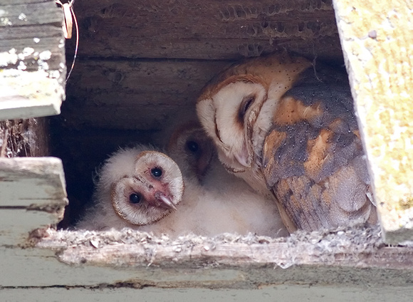 Barn Owl Parent and Owlets