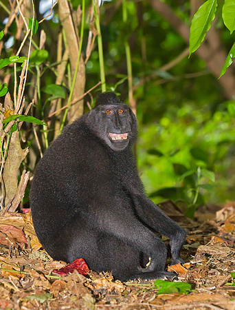 Black-Crested Macaque Grinning