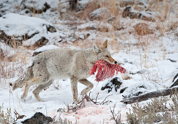 Coyote Running Off with Rib Cage