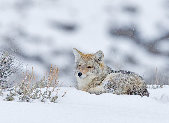 Coyote Resting on Snowbank